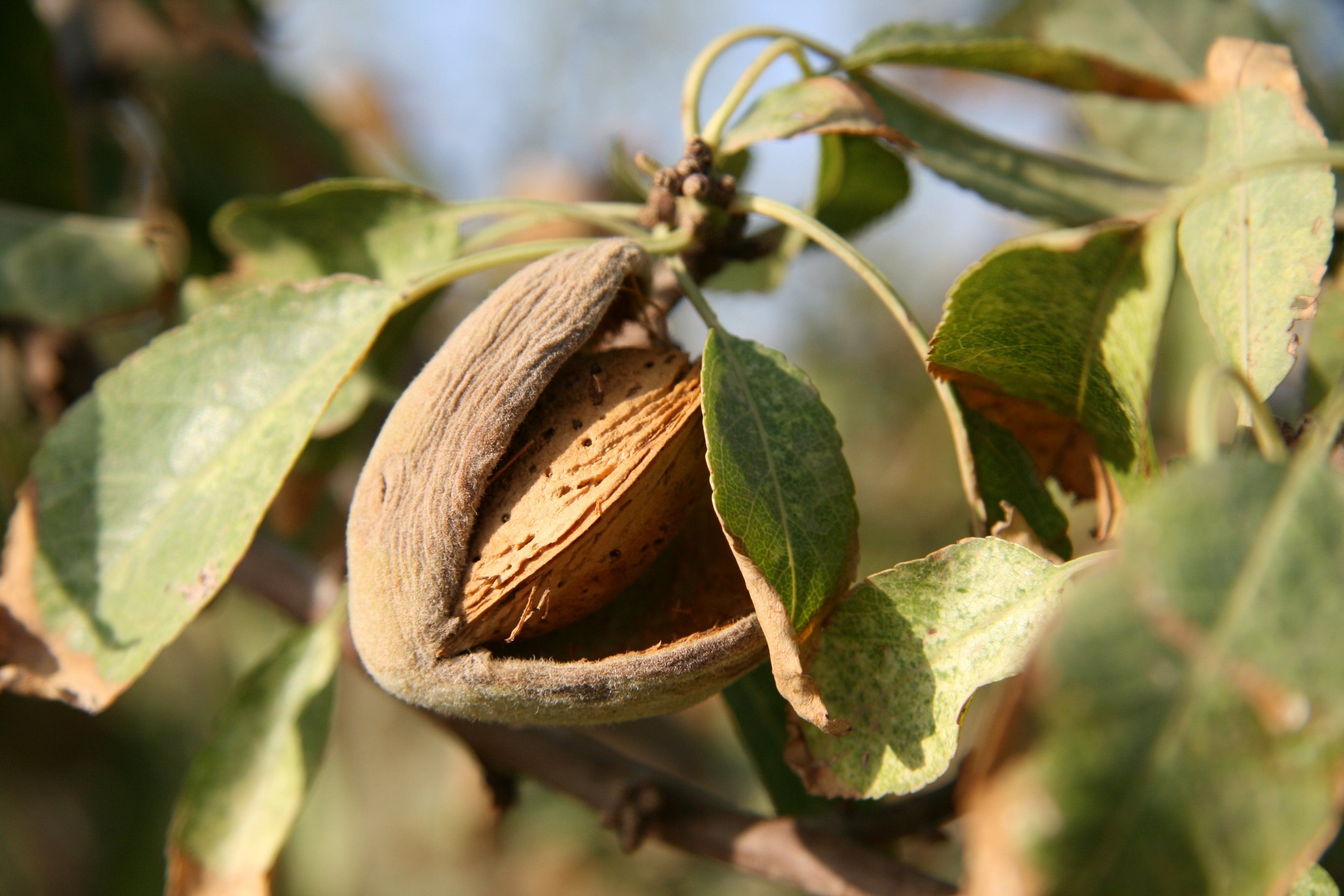 زيت اللوز الحلو العضوي  (135gm)